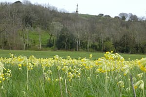 Cowslips!